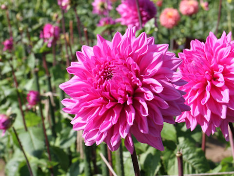 Dahlia hybrida cv. Eikan