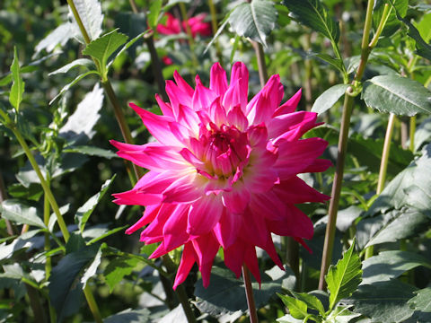 Dahlia hybrida cv. Adesugata