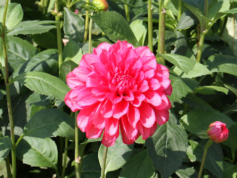 Dahlia hybrida cv. Otometsubaki