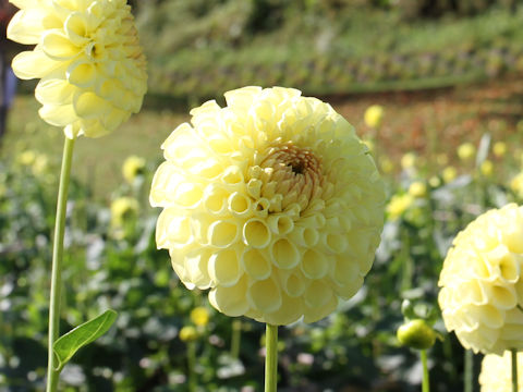 Dahlia hybrida cv. Hanaekubo