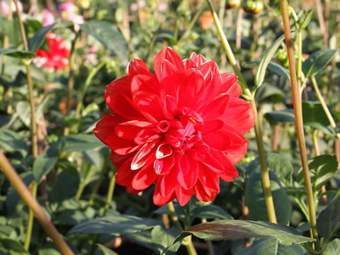 Dahlia hybrida cv. Hanakanzashi