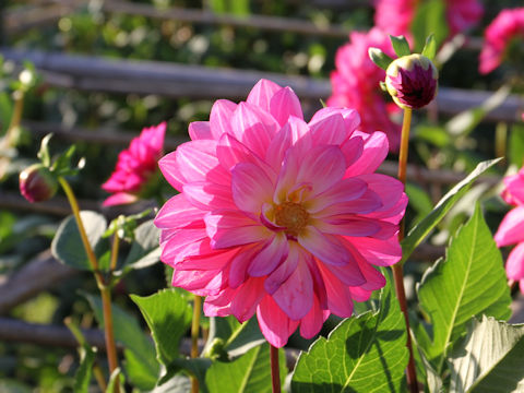 Dahlia hybrida cv. Hanagoromo