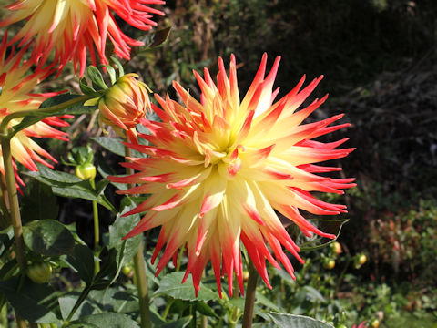 Dahlia hybrida cv. Hanachirusato