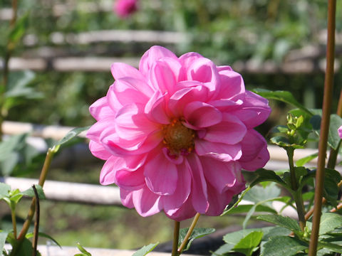 Dahlia hybrida cv. Hanadayori