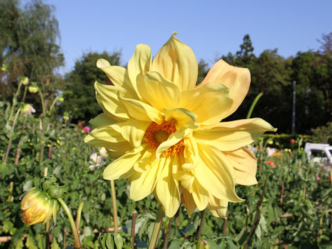 Dahlia hybrida cv. Wagaseiki