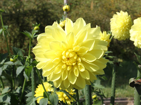 Dahlia hybrida cv. Kangekko