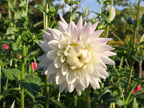 Dahlia hybrida cv. Kifujin