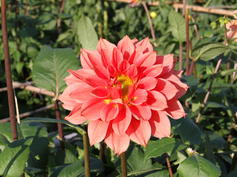 Dahlia hybrida cv. Kagayaki