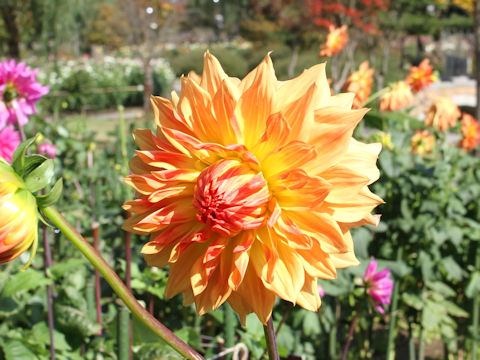 Dahlia hybrida cv. Kyuyu