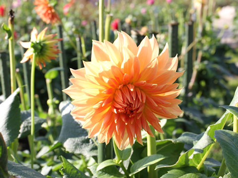 Dahlia hybrida cv. Kyobijin