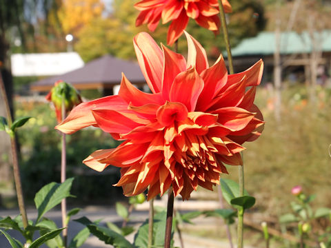 Dahlia hybrida cv. Tamaniwa