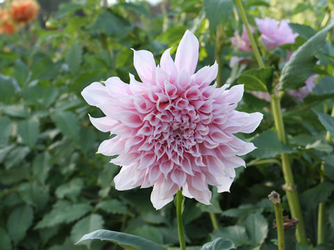 Dahlia hybrida cv. Ginei