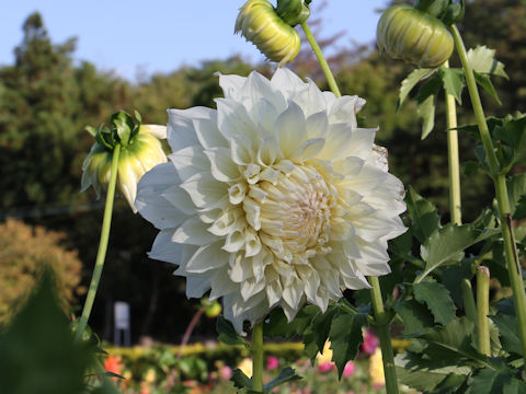 Dahlia hybrida cv. Ginkonshiki