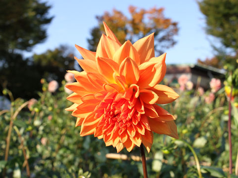 Dahlia hybrida cv. Kiminofurusato