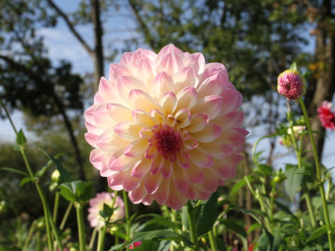 Dahlia hybrida cv. Kimimachizaka