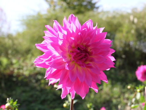 Dahlia hybrida cv. Kumpuu