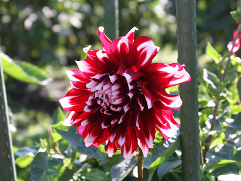 Dahlia hybrida cv. Murekingyo