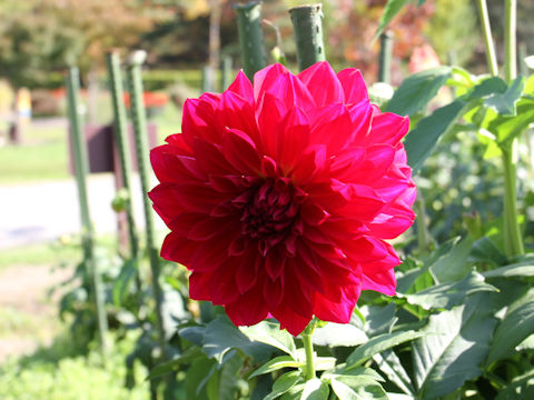 Dahlia hybrida cv. Keiai