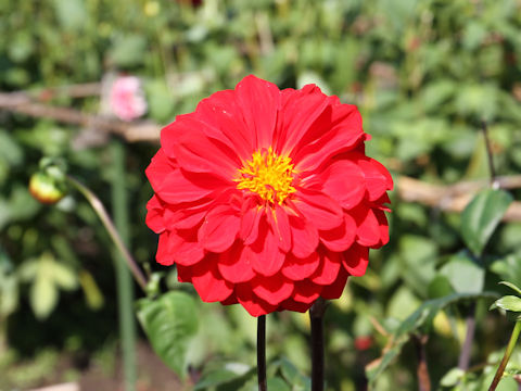 Dahlia hybrida cv. Hotarubi