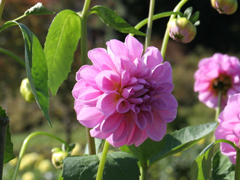 Dahlia hybrida cv. Hotaruzakura