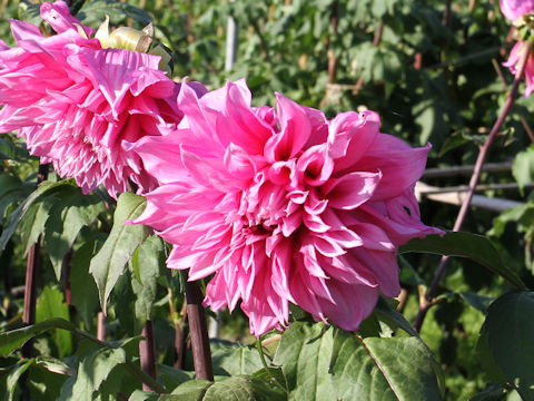 Dahlia hybrida cv. Geishun