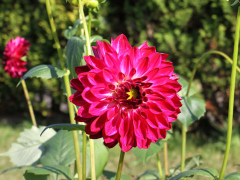 Dahlia hybrida cv. Yui