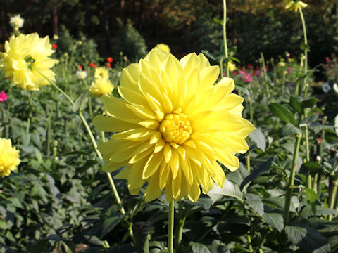 Dahlia hybrida cv. Gekkobi