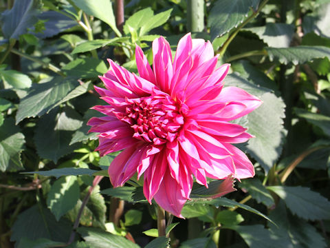 Dahlia hybrida cv. Kodainokagayaki