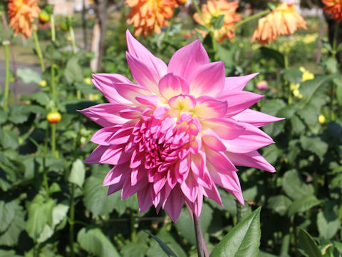 Dahlia hybrida cv. Kokyonosora