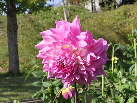 Dahlia hybrida cv. Koshu