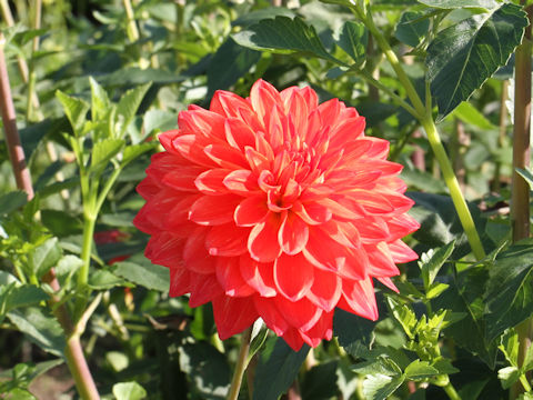 Dahlia hybrida cv. Gorinnoyume