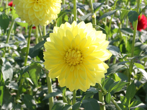 Dahlia hybrida cv. Hikarinoya