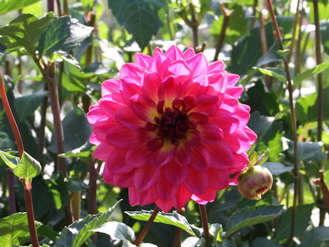 Dahlia hybrida cv. Koka