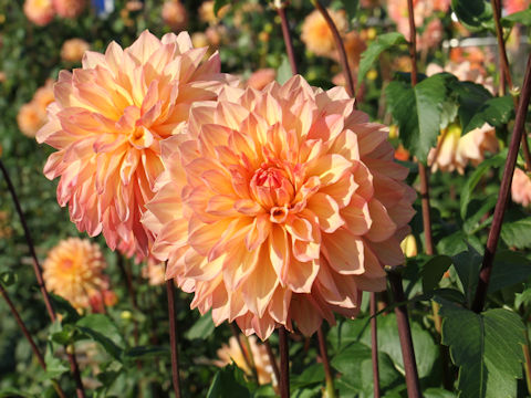 Dahlia hybrida cv. Kuchibue