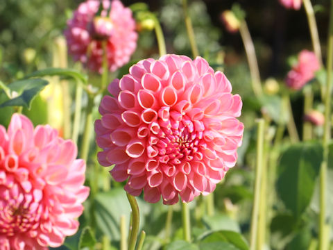 Dahlia hybrida cv. Shiawasenohanayome