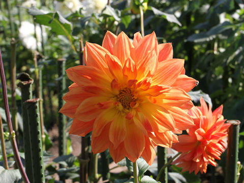 Dahlia hybrida cv. Edohanabi