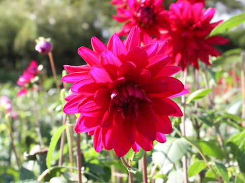 Dahlia hybrida cv. Benifusha