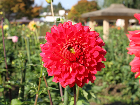 Dahlia hybrida cv. Beniakari