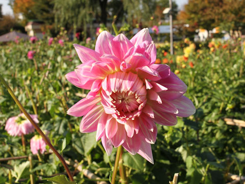 Dahlia hybrida cv. Koka