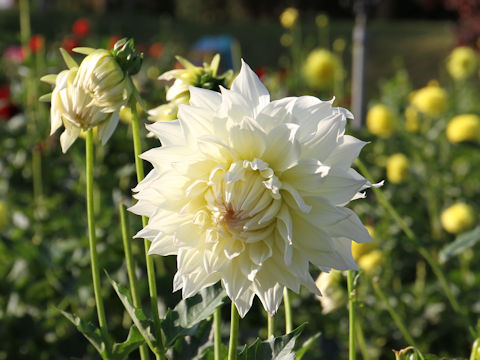 Dahlia hybrida cv. Kokuhaku