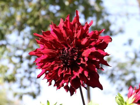 Dahlia hybrida cv. Kuroiinazuma