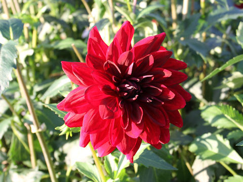 Dahlia hybrida cv. Kurosangoa