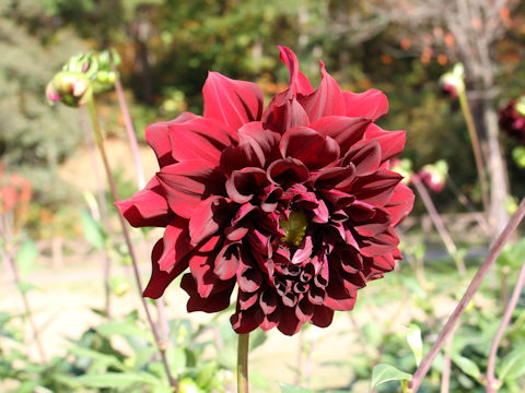 Dahlia hybrida cv. Kurodaiya