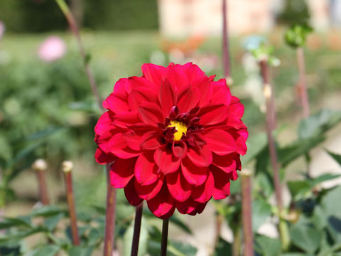 Dahlia hybrida cv. Kurobeko