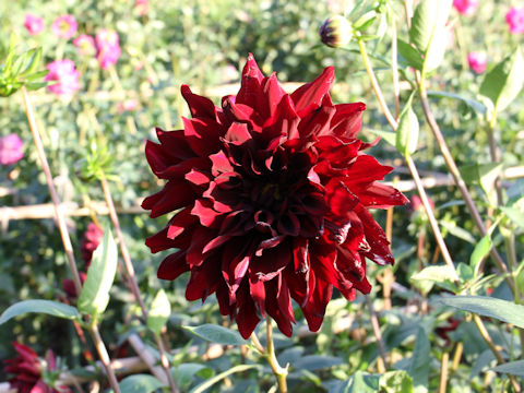 Dahlia hybrida cv. Kokuchou