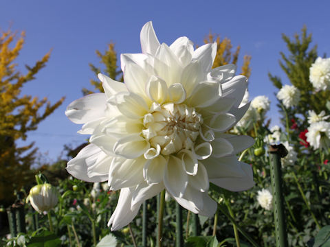 Dahlia hybrida cv. Sakurajouou