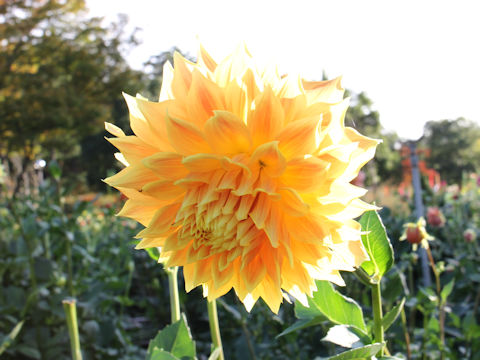 Dahlia hybrida cv. Yamabiraki