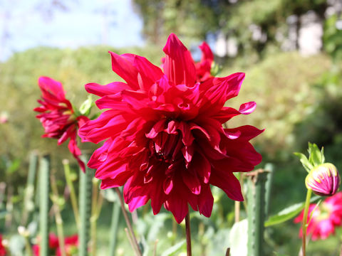 Dahlia hybrida cv. Zansho