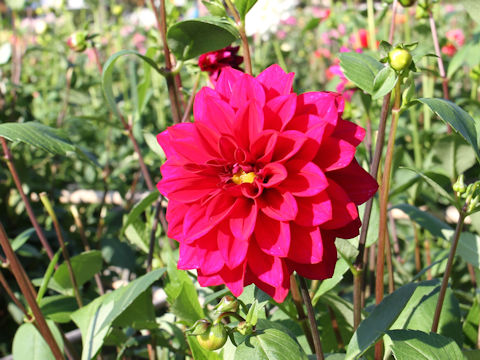 Dahlia hybrida cv. Shion