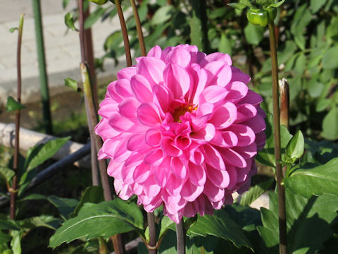 Dahlia hybrida cv. Murasakisuisho